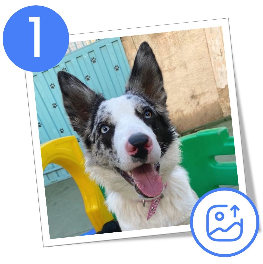 Envie a foto preferida do pet